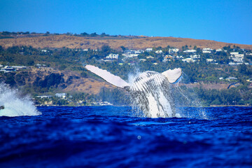 Fototapeta premium Amazing pictures of humpback whale in Reunion island