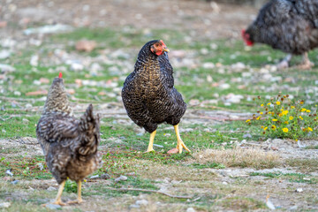 The Malines, Dutch: 'Mechelse Koekoek', a Belgian breed of large domestic chicken hen walking on a farm	