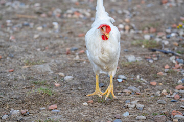 white chicken in the grass. White leghorn (livorno) chicken (known for laying the most eggs of all chickens) 
