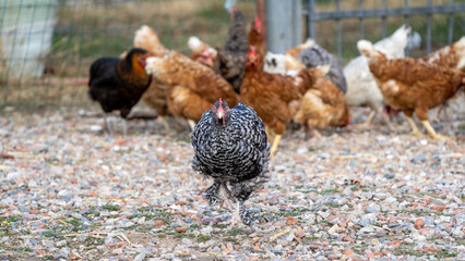 The Malines, Dutch: 'Mechelse Koekoek', a Belgian breed of large domestic chicken hen walking on a farm	