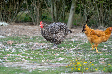 The Malines, Dutch: 'Mechelse Koekoek', a Belgian breed of large domestic chicken hen walking on a farm	