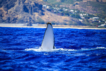 Naklejka premium Amazing pictures of humpback whale in Reunion island