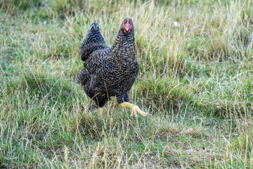 The Malines, Dutch: 'Mechelse Koekoek', a Belgian breed of large domestic chicken hen walking on a farm	