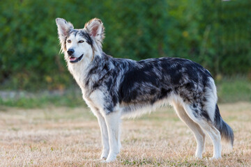 Portrait einer Border Collie-Husky Mischlingshündin