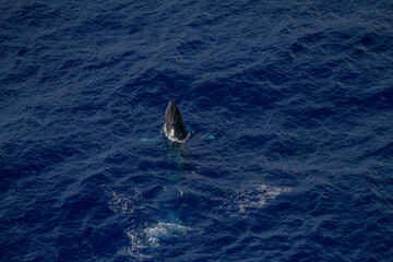 Naklejka premium Amazing pictures of humpback whale in Reunion island