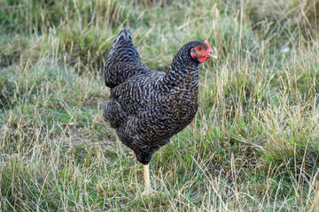 The Malines, Dutch: 'Mechelse Koekoek', a Belgian breed of large domestic chicken hen walking on a farm	