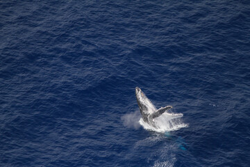 Fototapeta premium Amazing pictures of humpback whale in Reunion island