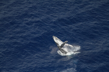 Naklejka premium Amazing pictures of humpback whale in Reunion island