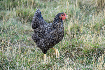 The Malines, Dutch: 'Mechelse Koekoek', a Belgian breed of large domestic chicken hen walking on a farm	