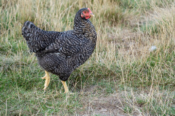 The Malines, Dutch: 'Mechelse Koekoek', a Belgian breed of large domestic chicken hen walking on a farm	