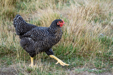 The Malines, Dutch: 'Mechelse Koekoek', a Belgian breed of large domestic chicken hen walking on a farm	