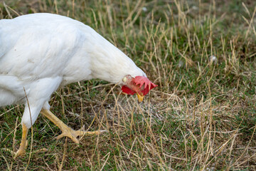 white chicken in the grass. White leghorn (livorno) chicken (known for laying the most eggs of all...