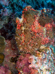 Fototapeta na wymiar Mimetic brown frog fish hiding in Reunion island