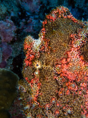 Fototapeta na wymiar Mimetic brown frog fish hiding in Reunion island