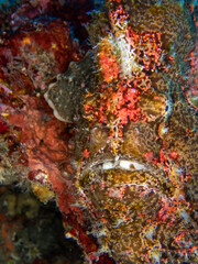 Mimetic brown frog fish hiding in Reunion island