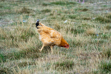 Portrait of a ISA Brown Chickens. Free range chicken