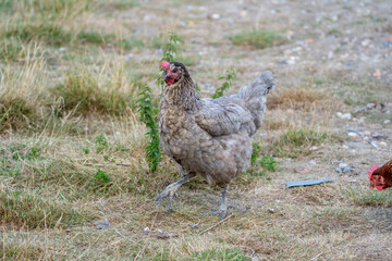 free range chicken on a farm. Grey chicken.