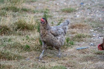 free range chicken on a farm. Grey chicken.