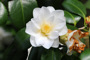 Flower of Japanese camellia variety
