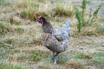 free range chicken on a farm. Grey chicken.