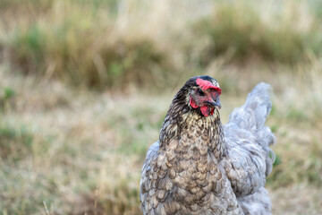free range chicken on a farm. Grey chicken.