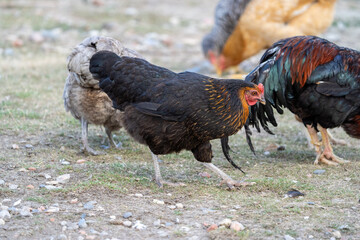 black harco free range hen chicken. Chicken in the grass. The harco chicken is a black chicken with a brown neck, and lays around 300 eggs per year