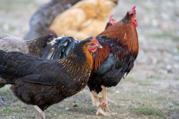black harco free range hen chicken. Chicken in the grass. The harco chicken is a black chicken with a brown neck, and lays around 300 eggs per year