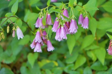 Beautiful lantern flower blooming in summer