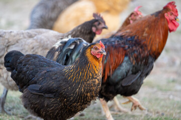 black harco free range hen chicken. Chicken in the grass. The harco chicken is a black chicken with a brown neck, and lays around 300 eggs per year