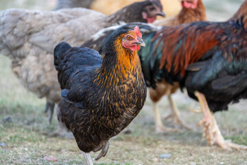 black harco free range hen chicken. Chicken in the grass. The harco chicken is a black chicken with a brown neck, and lays around 300 eggs per year