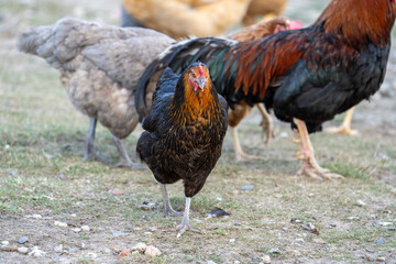 black harco free range hen chicken. Chicken in the grass. The harco chicken is a black chicken with a brown neck, and lays around 300 eggs per year
