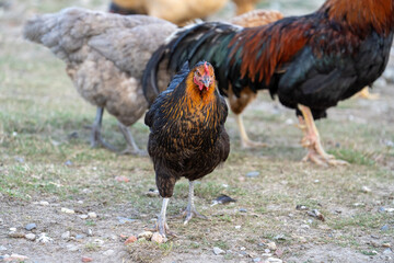 black harco free range hen chicken. Chicken in the grass. The harco chicken is a black chicken with a brown neck, and lays around 300 eggs per year