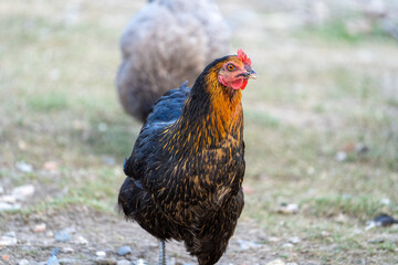 black harco free range hen chicken. Chicken in the grass. The harco chicken is a black chicken with a brown neck, and lays around 300 eggs per year