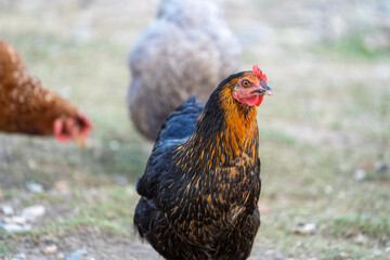 black harco free range hen chicken. Chicken in the grass. The harco chicken is a black chicken with a brown neck, and lays around 300 eggs per year