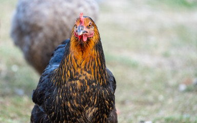 black harco free range hen chicken. Chicken in the grass. The harco chicken is a black chicken with a brown neck, and lays around 300 eggs per year