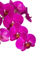 Obraz na płótnie Canvas Violet orchid, PNG cut out on transparent background