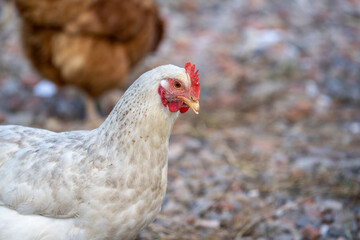 White chicken on the farm, closeup of the head