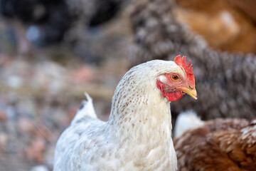 White chicken on the farm, closeup of the head