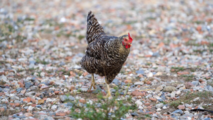 The Malines, Dutch: 'Mechelse Koekoek', a Belgian breed of large domestic chicken hen walking on a farm	