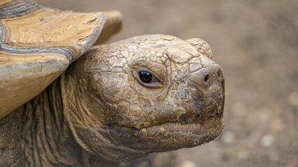 Close-up portrait of an African Spurred Tortoise (Centrochelys sulcata). Also called the Sulcata Tortoise, it lives in the Sahara desert in Africa and is the largest mainland species of tortoise.