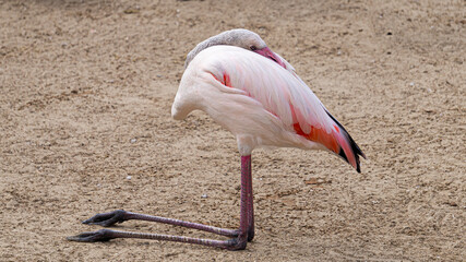 Sleeping greater flamingo (Phoenicopterus roseus). It is the  largest species of the wading birds flamingo family, found in Africa, the Indian subcontinent and the Middle East.