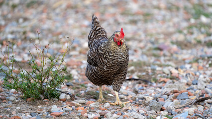 The Malines, Dutch: 'Mechelse Koekoek', a Belgian breed of large domestic chicken hen walking on a farm	