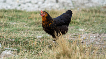 black harco free range hen chicken. Chicken in the grass. The harco chicken is a black chicken with a brown neck, and lays around 300 eggs per year
