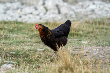 black harco free range hen chicken. Chicken in the grass. The harco chicken is a black chicken with a brown neck, and lays around 300 eggs per year
