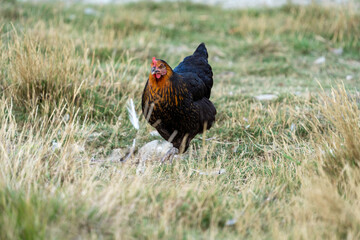 black harco free range hen chicken. Chicken in the grass. The harco chicken is a black chicken with a brown neck, and lays around 300 eggs per year

