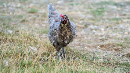 free range chicken on a farm. Grey chicken.