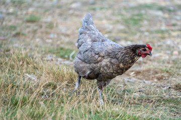 free range chicken on a farm. Grey chicken.