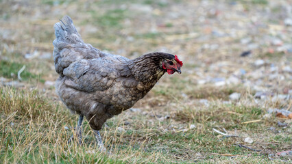 free range chicken on a farm. Grey chicken.