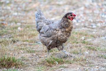 free range chicken on a farm. Grey chicken.