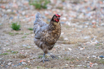 free range chicken on a farm. Grey chicken.